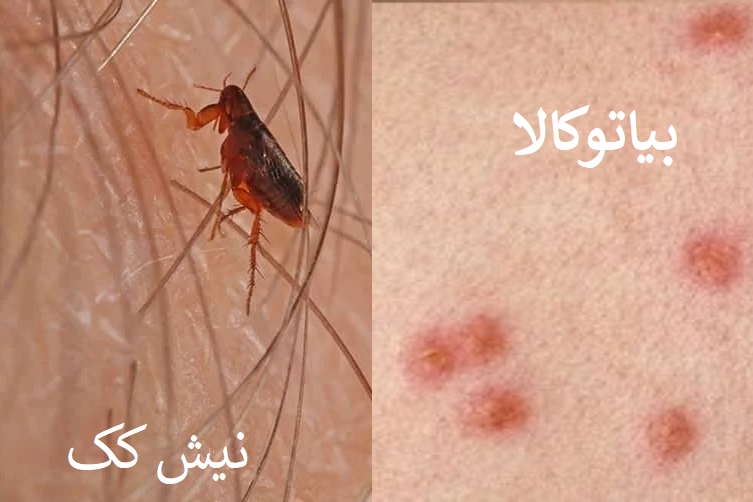 نیش کک